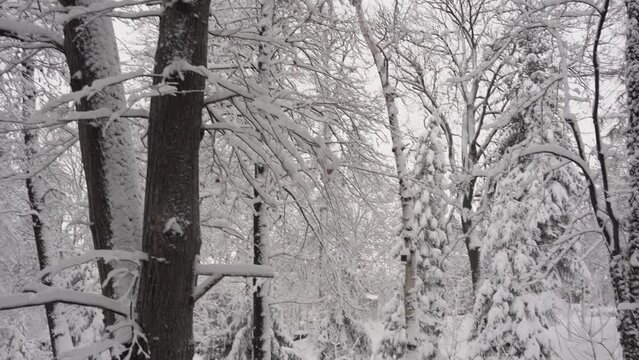 Snow Accumulated on the Branches and Twigs of Trees in the Forest, Wide angle shot, panning right and tilting down