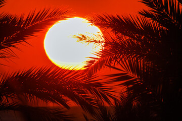 Rising bright sun framed by palm leaves in the red sky.