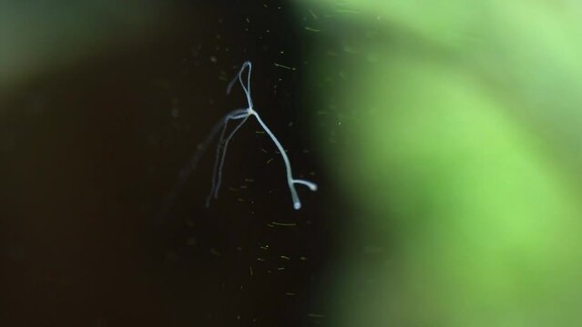 Hydra mounted on aquarium glass showing asexual reproduction with bud growing on lower body.