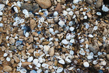 Shells of many types and sizes are found on our shelling beaches.