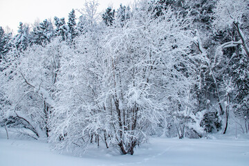 Snow-covered frosty nature in the Khanty-Mansi Autonomous Okrug Yugra in Russia. Snow-covered frosty road on the bank of a channel in Russia