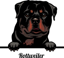 Rottweiler - Color Peeking Dogs - dog breed. Color image of a dogs head isolated on a white background - obrazy, fototapety, plakaty
