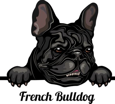 French Bulldog - Color Peeking Dogs - dog breed. Color image of a dogs head isolated on a white background