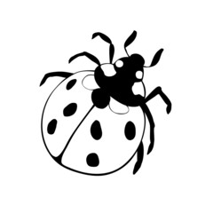 Obraz premium Vector black outline ladybug in doodle style. Cute insect, isolated. Top view. Clipart, design element on theme of nature, spring, summer