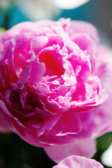 Obraz premium Close-up of delicate pink flower petals of peony with water drops, sensuality and femininity concept, spring flowers
