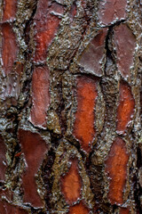 Eucalyptus tree bark close up. Red, brown and orange. Nature background