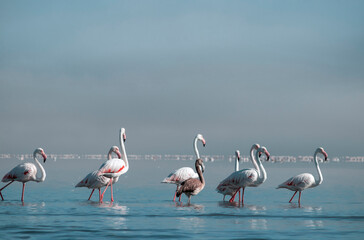 Wild african bird.  Flock of pink african flamingos  walking around the blue lagoon on the background of bright sky on a sunny day.