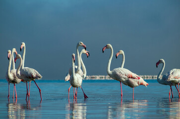 Close up of beautiful African flamingos that are standing in still water with reflection