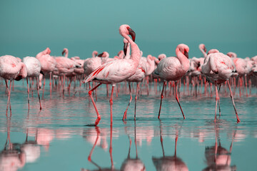 Wild african life.  Flock of pink african flamingos  walking around the blue lagoon on the background of bright sky