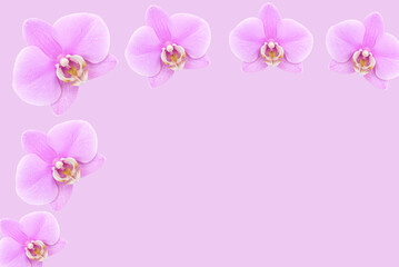 Fototapeta na wymiar Beautiful flowers composition. Pink orchid frame. Canvas, pink orchid flower on pastel pink background. Valentines Day, Happy Women's Day, copy space.