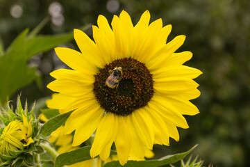 Leuchtende Sonnenblume mit Biene voller Pollenstaub