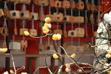 早春の鎌倉。梅の咲く荏原天神社。ミツマタの花