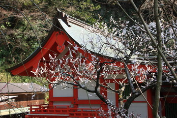 早春の鎌倉。梅の咲く荏原天神社。
