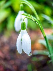 snowdrop flowers in spring