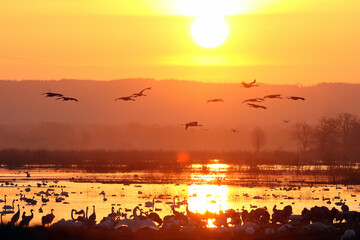 The common crane, albutus, geese and ducks on Lake Hornborgasjön at sunrise during long days in Scandinavia. Ornithological paradise in Sweden.