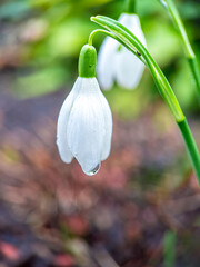 snowdrop flowers in spring