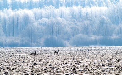 roe deer © Владимир Желтов