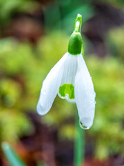 snowdrop flowers in spring