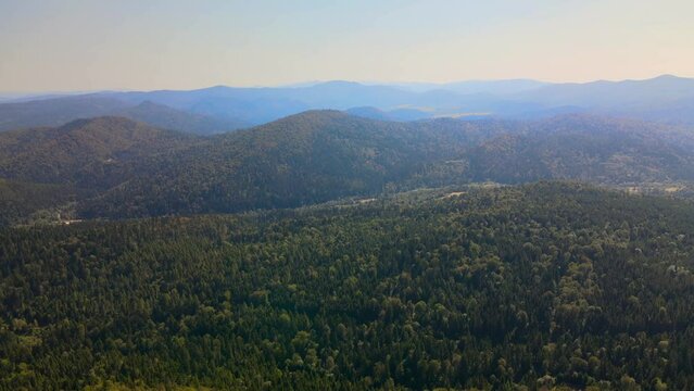 Aerial shot over the spruce and pine forest in the mountains on misty morning