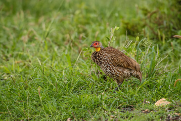Yellow-necked Spurfowl - Pternistis leucoscepus, beautiful colored ground bird from African bushes and savannahs, Amboseli, Kenya.