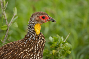Yellow-necked Spurfowl - Pternistis leucoscepus, beautiful colored ground bird from African bushes and savannahs, Amboseli, Kenya.