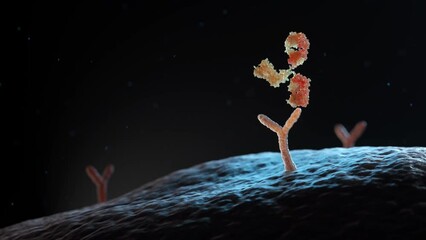 Antibody binding to human cell receptors. 3D animation - Powered by Adobe