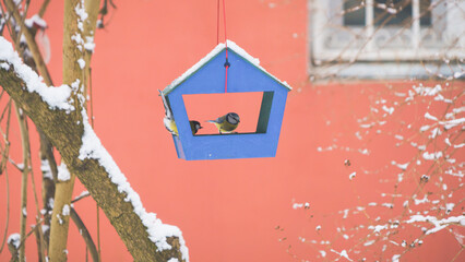 birds in the bird feeder on a cold winter day