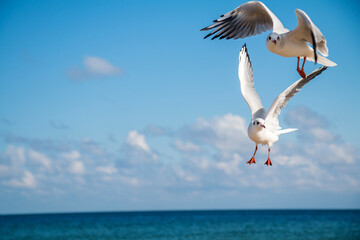Seagulls on the beach (Baltic Sea, Poland)