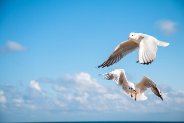 Seagulls on the beach (Baltic Sea, Poland)