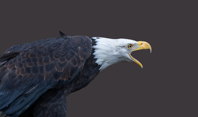 Closeup of Bald Eagle calling