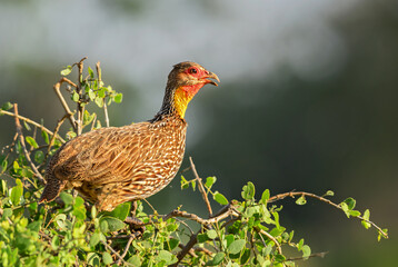 Yellow-necked Spurfowl - Pternistis leucoscepus, beautiful colored ground bird from African bushes and savannahs, Tsavo East, Kenya.
