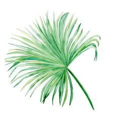 Fototapeta premium Watercolor washingtonia palm branch with leaf. Botanical illustration of tropical green foliage on isolated background. Jungle vegetation for cards and wedding design. 