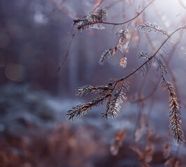 plant on the morning light