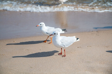 Seagulls on the beach (Baltic Sea, Poland)
