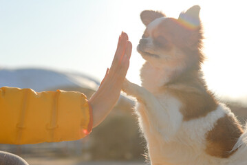 active young woman high give five with her little obedient chihuahua partner dog on autumn sunset