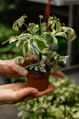 Human hands hold plants in a pot. Finding and buying plants for home gardening. Unrecognizable woman with potted plant. Hobby concept. Vertical shot