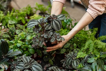 Human hands hold plants in a pot. Finding and buying plants for home gardening. Unrecognizable woman with potted plant. Hobby concept. Soft focus