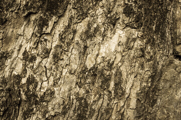 vintage color tone style of tree bark