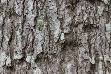 Tree bark texture background