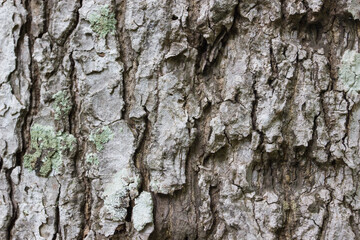 Tree bark texture background