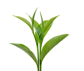 green tea leaf isolated on white background