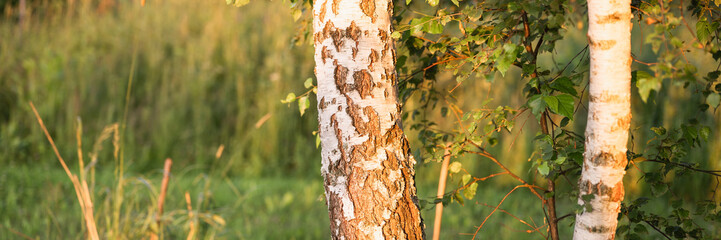 a black and white birch tree trunk in nature in the forest in summer in the warm rays of the setting sun in the golden hour. russian natural landscape with green plant and trees in sunset. banner
