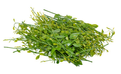 melientha suavis pierre vegetables for cooking. (Pak-wan-pa)