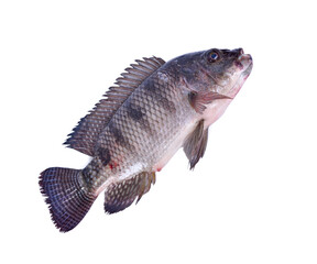 Fototapeta premium Tilapia fish isolated on white background
