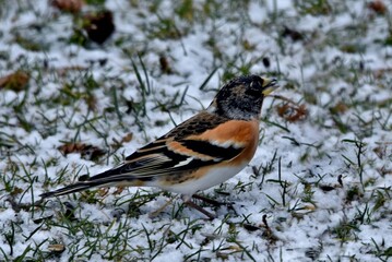 Ein Bergfink auf einer mit Neuschnee angezuckerten Wiese (Nahaufnahme)