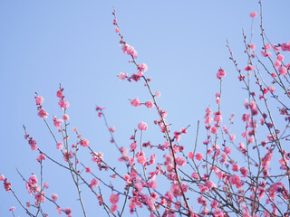 梅の花24　ピンク