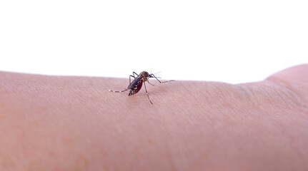 Mosquito bite isolated on white backgrond