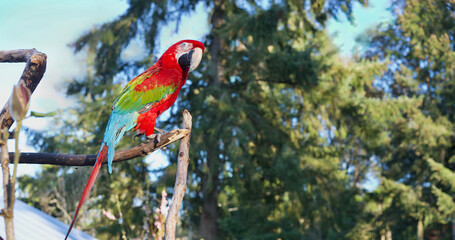 Macaw parrot perched on branch