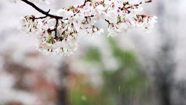 Fresh spring rain and raindrops falling on the cherry blossom trees on a warm spring day, cherry blossom petals and the sound of rain