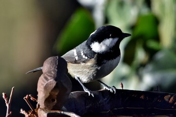Eine Tannenmeise sitzt am Rand der Vogeltränke (Großaufnahme)
